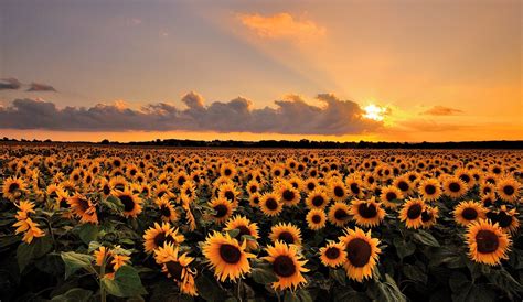 Wallpaper Sunlight Landscape Sunset Sky Field Sunrise Evening