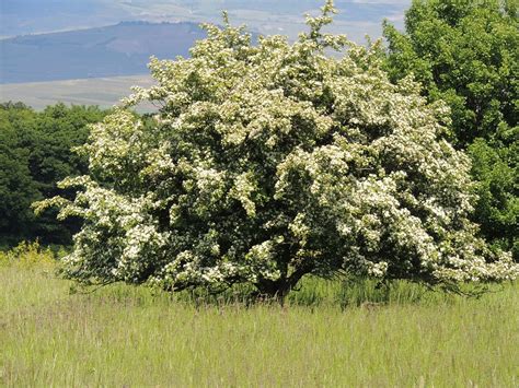 How To Grow Hawthorn Grow Hawthorn Trees In The Landscape