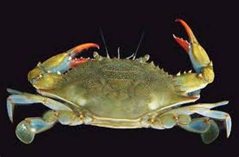 10 Facts About Blue Crabs Fact File
