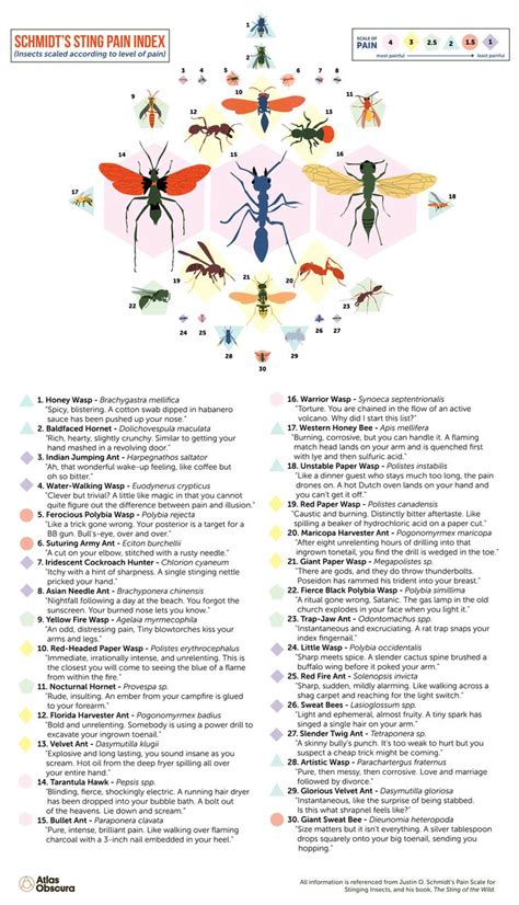 Ranking The Pain Of Stinging Insects From ‘caustic To ‘blinding To
