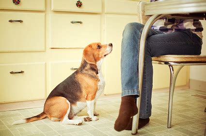 You can carry out your shipments online with the market leaders in shipping, wherever and whenever you want. Why Does My Dog Sit and Stare at Me?