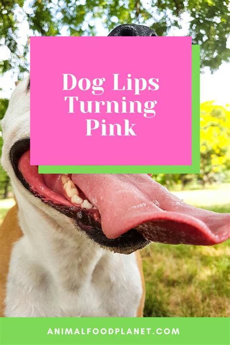 Dog Lips Turning Pink 6 Causes And Remedies
