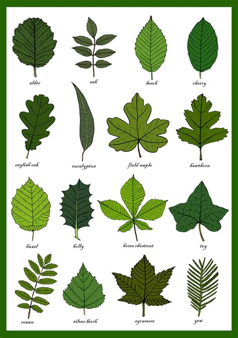 Leaves Greetings Card Leaf Identification Chart Plant Morphology Leaf