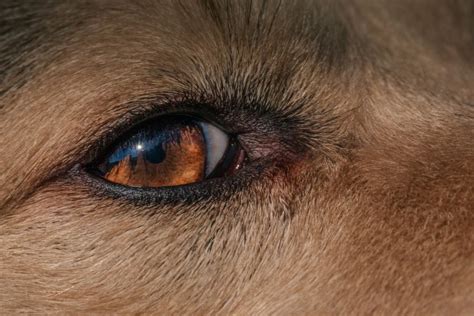 Ojos Rojos En Perros Cuáles Pueden Ser Las Causas Adios Mascota