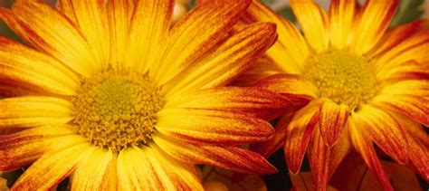 The latest tweets from royer's flowers (@royers). Home | Royer's flowers and gifts - Flowers, Plants and ...