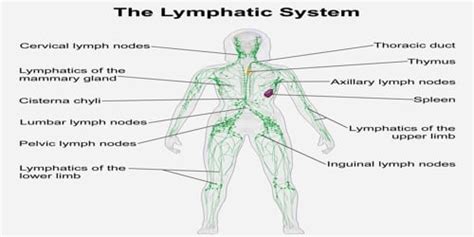 Lymphatic System Assignment Point