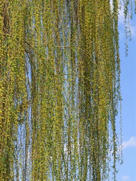 Weeping Willow Tree Flowering In April Stock Photo Image Of Flexible