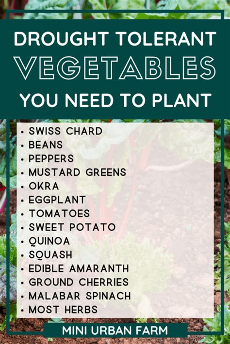 14 Drought Tolerant Vegetables You Need This Summer Mini Urban Farm