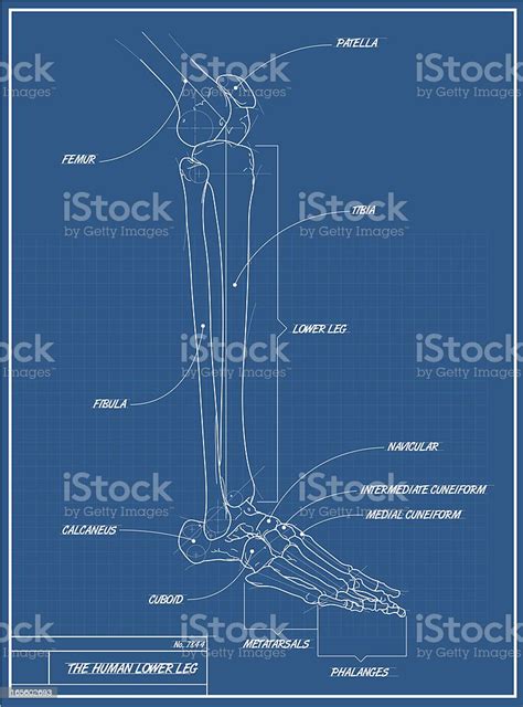 Human Skeletal Leg Blueprint Stock Illustration Download Image Now