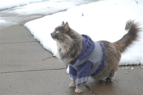 18 Adorable Cats In Sweaters Cuteness