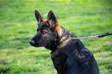 K9 Police Dog Facts German Shepherds Delta K9 Academy