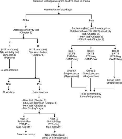 Gram Positive Cocci Identification Chart