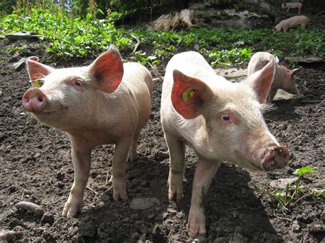 Scientists Used Genetic Modification To Create Low Fat Pigs