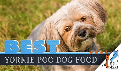The right food for your yorkie will lower its risk of hypoglycemia. 6 Best Yorkie Poo Dog Foods Plus Top Brands For Puppies ...