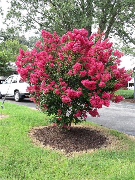 Here are the top 10 flowering trees sold from the arbor day tree nursery , in order of the most popular. 10 Dwarf Red Rocket Crape Myrtle Seeds-1195D | Dwarf trees ...