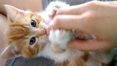 Cute Fluffy Little Kitten Is Playing With My Hand Youtube