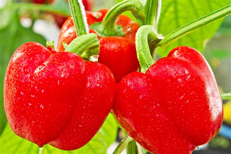 Growing Sweet Peppers 3 Great Varieties For The Garden Or Patio