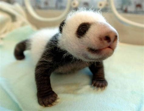 15 Photo Of Cutest Baby Animals To Cheer Your Day Aww Reckon Talk