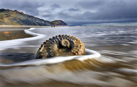 Fossils On Jurassic Coast By Richard Austin Beaches In The World