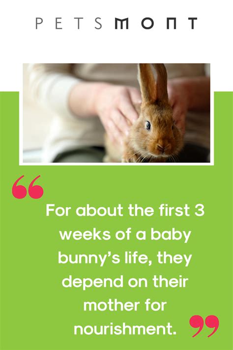What To Feed Baby Rabbits Beginners Guide Wild Baby Rabbits Baby