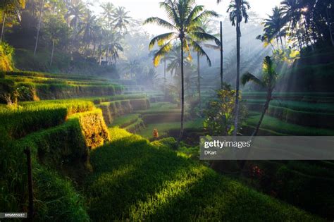 Tegallalang Rice Terraces At Sunrise High Res Stock Photo Getty Images