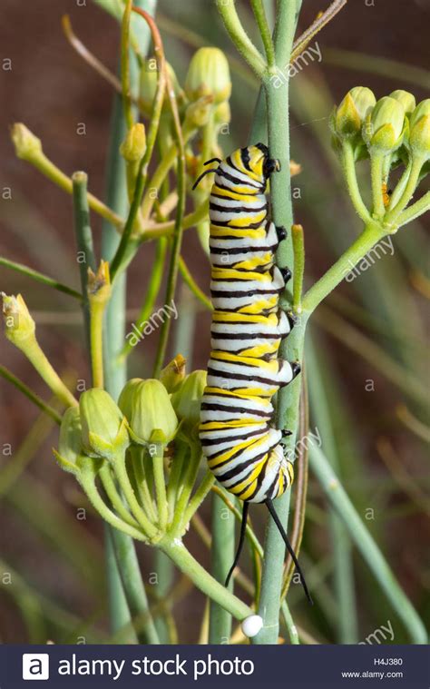 Monarch Butterfly Caterpillar Larva On Host Plant Swamp Milkweed Hi Res