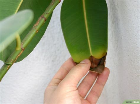Check spelling or type a new query. Cómo cuidar un ficus: 3 pasos (con fotos) - wikiHow