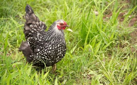 Chicken Breeds That Lay The Largest Brown Eggs Learnpoultry