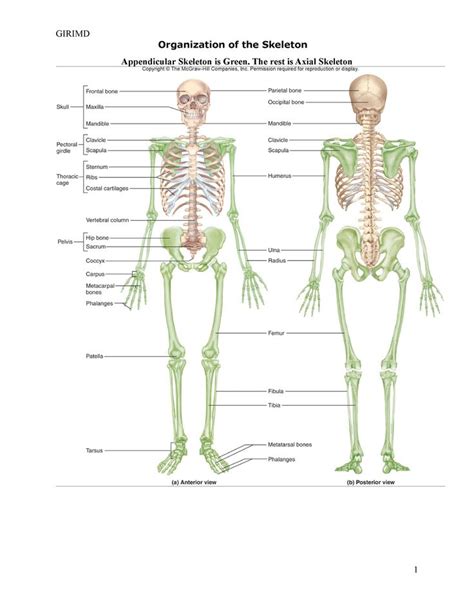 The Skeleton And Its Major Bones Are Labeled In This Diagram With Labels On Each Side