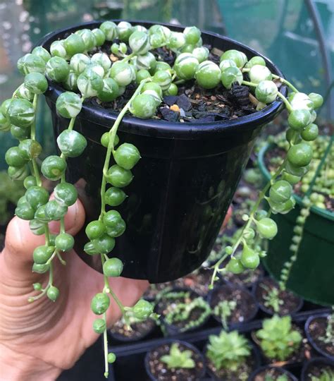 I didn't expected to be this good. Senecio Rowleyanus 'Variegated String of Pearls' for Sale ...