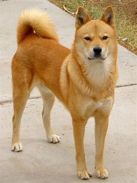 11 Dogs That Look Like A Fox Pethelpful