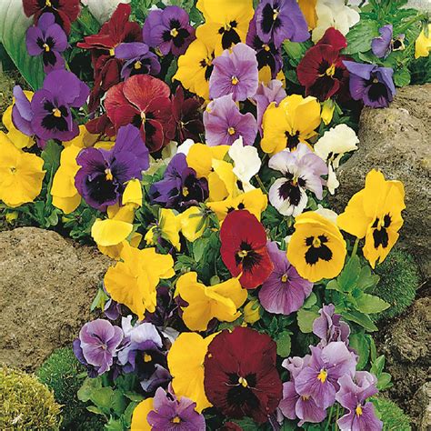 Pansy Seeds Show Swiss Giant Mckenzie Seeds