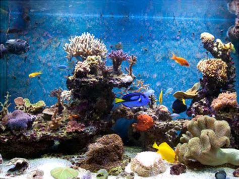 How To Keep Fish Tank Cool In Summer? - Boldsky.com