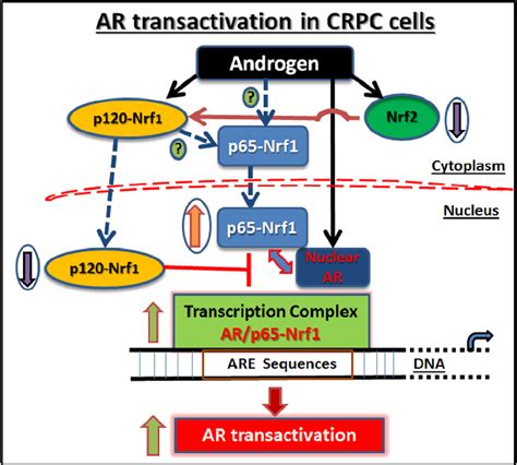 figure 6 from nrf1 and nrf2 transcription factors regulate androgen receptor transactivation in
