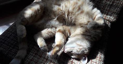 Kitty Enjoying Sunlight Album On Imgur