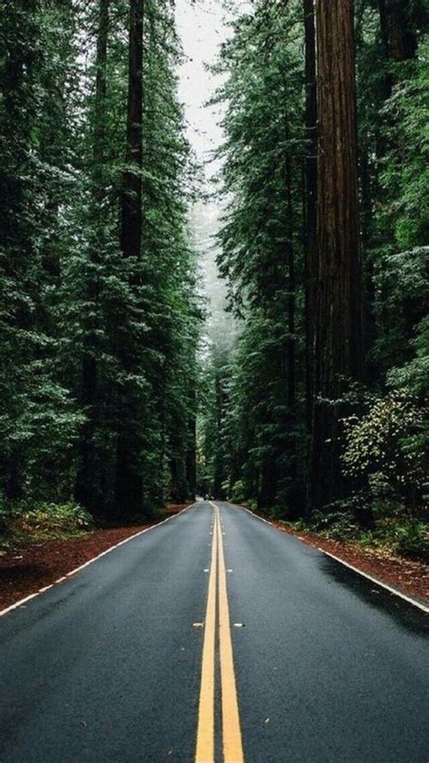Forest wallpapers, backgrounds, images— best forest desktop wallpaper sort wallpapers by: Pacific Northwest #aesthetic #trees #hipster #road # ...