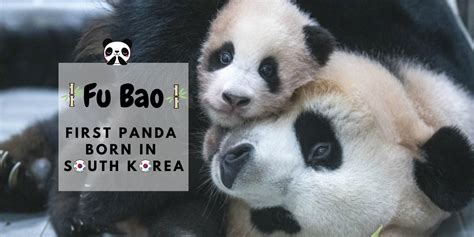 Fu Bao First Panda Born In South Korea Koreatraveleasy