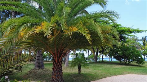 Types Of Palm Trees With Identification Guide Pictures And Names