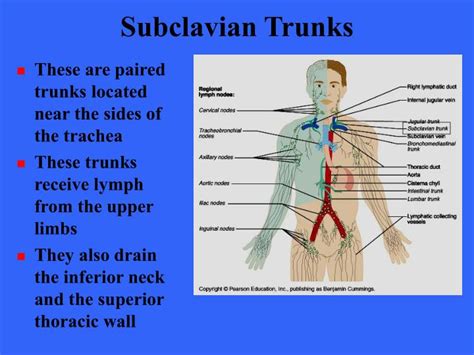 Ppt The Lymphatic System Powerpoint Presentation Id4236403