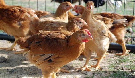 Chickens are one of the easiest forms of livestock to raise and can be raised in many areas, including dense suburbs. Raising Meat Chickens In Your Backyard - Hobby Farms