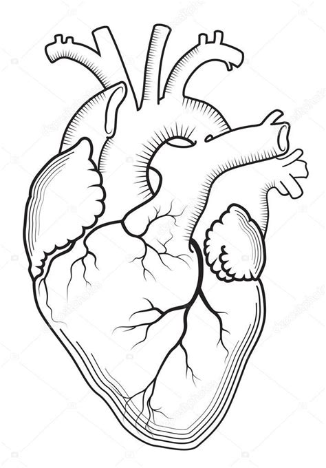 Descargue El Vector De Stock Heart The Internal Human Organ
