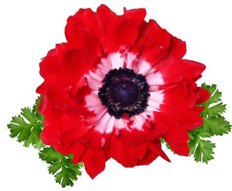 Download Flower Red Anemone Royalty Free Stock Illustration Image