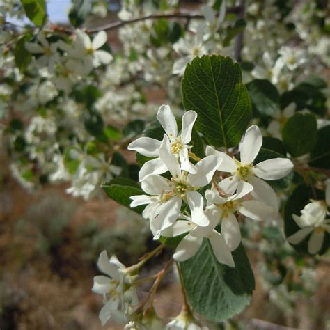 Category archive for flowering trees. 5 Beautiful Flowering Trees that Thrive in Michigan