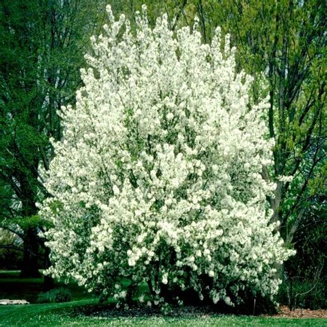 Malus X Donald Wyman Flowering Crabapple 2 In Trees Siteone