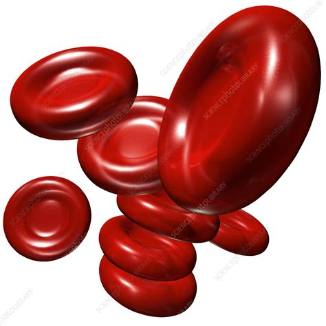 Red Blood Cells Stock Image P2420463 Science Photo Library