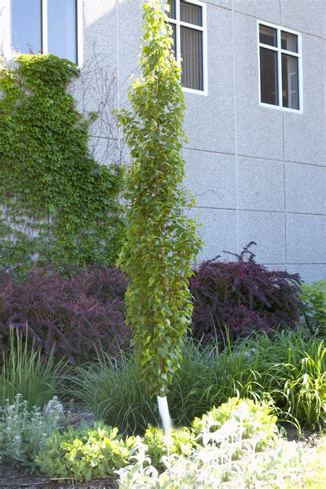 Parkland Pillar Birch Plant Library Pahls Market