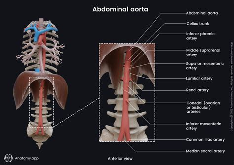 Abdominal Aorta Encyclopedia Anatomyapp Learn Anatomy 3d