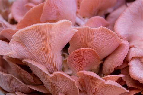 a beginner s guide to growing mushrooms at home the star