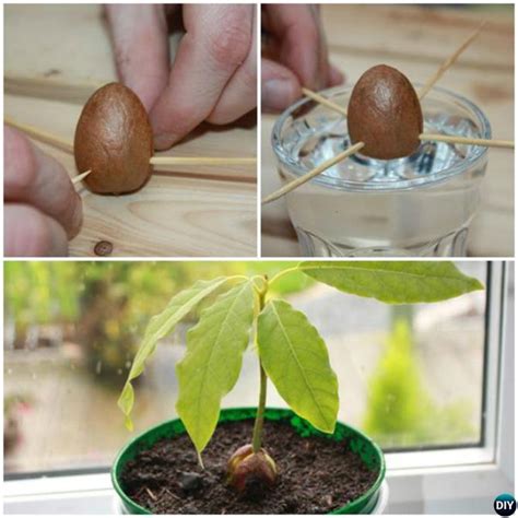 Grow Avocado Tree From Seed Picture Instructions