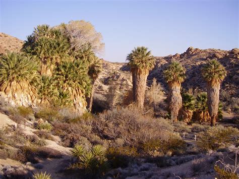 Joshua Tree National Park Office Escape Traveling The Usa